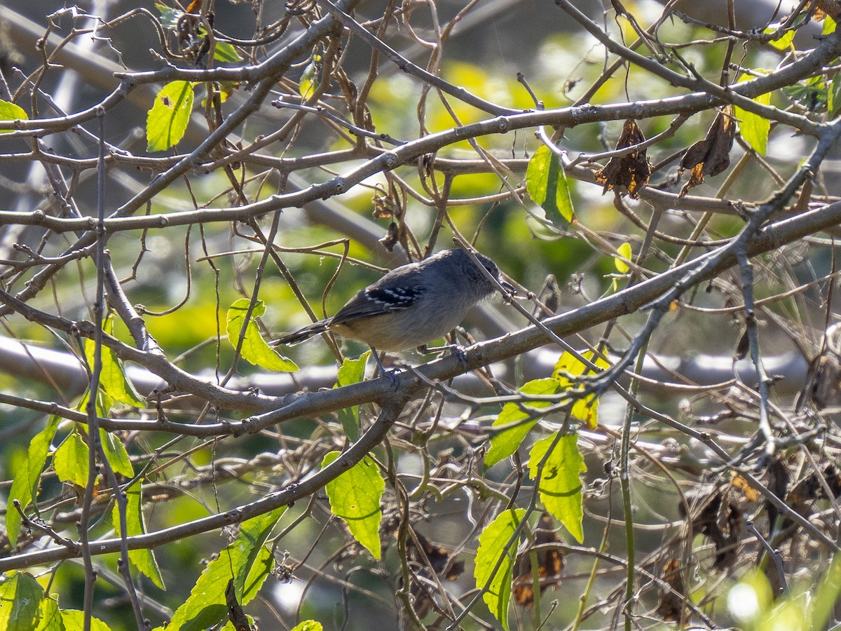 Variable Antshrike - ML593064181