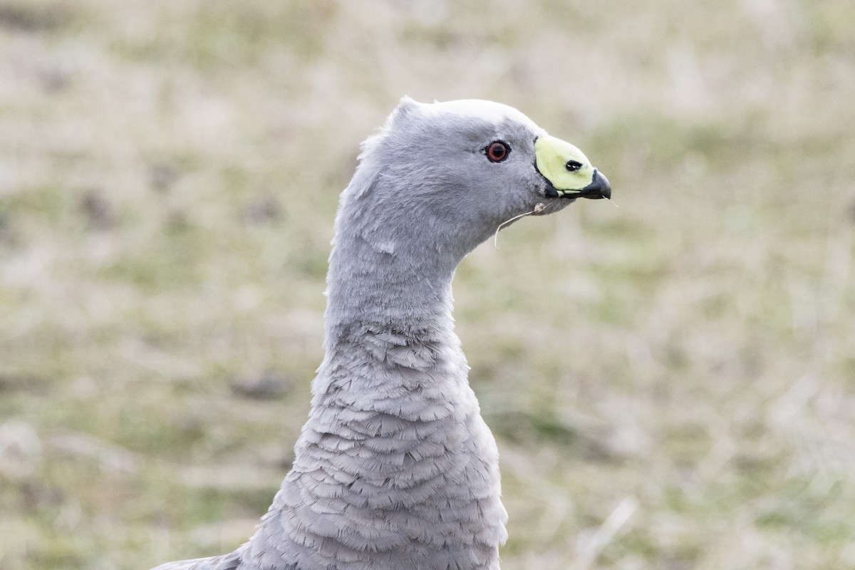 Cape Barren Goose - ML593065191