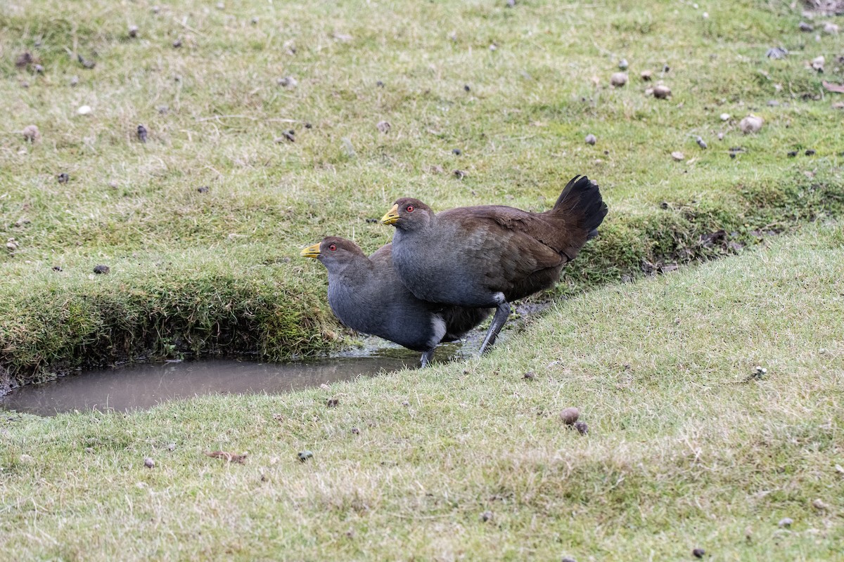 Tasmanian Nativehen - ML593065261