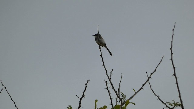 Gray-breasted Prinia - ML593065391