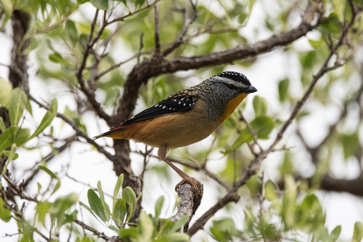 Spotted Pardalote - ML593065611
