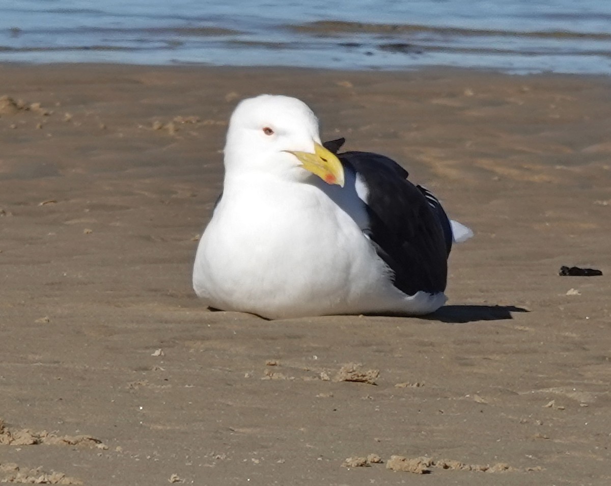 ml593065641-kelp-gull-macaulay-library