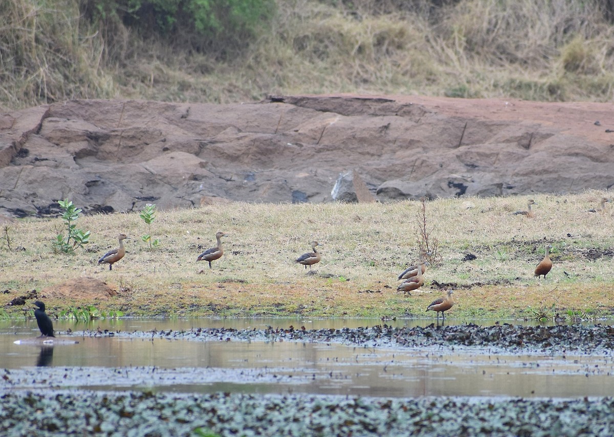 Lesser Whistling-Duck - ML593068711