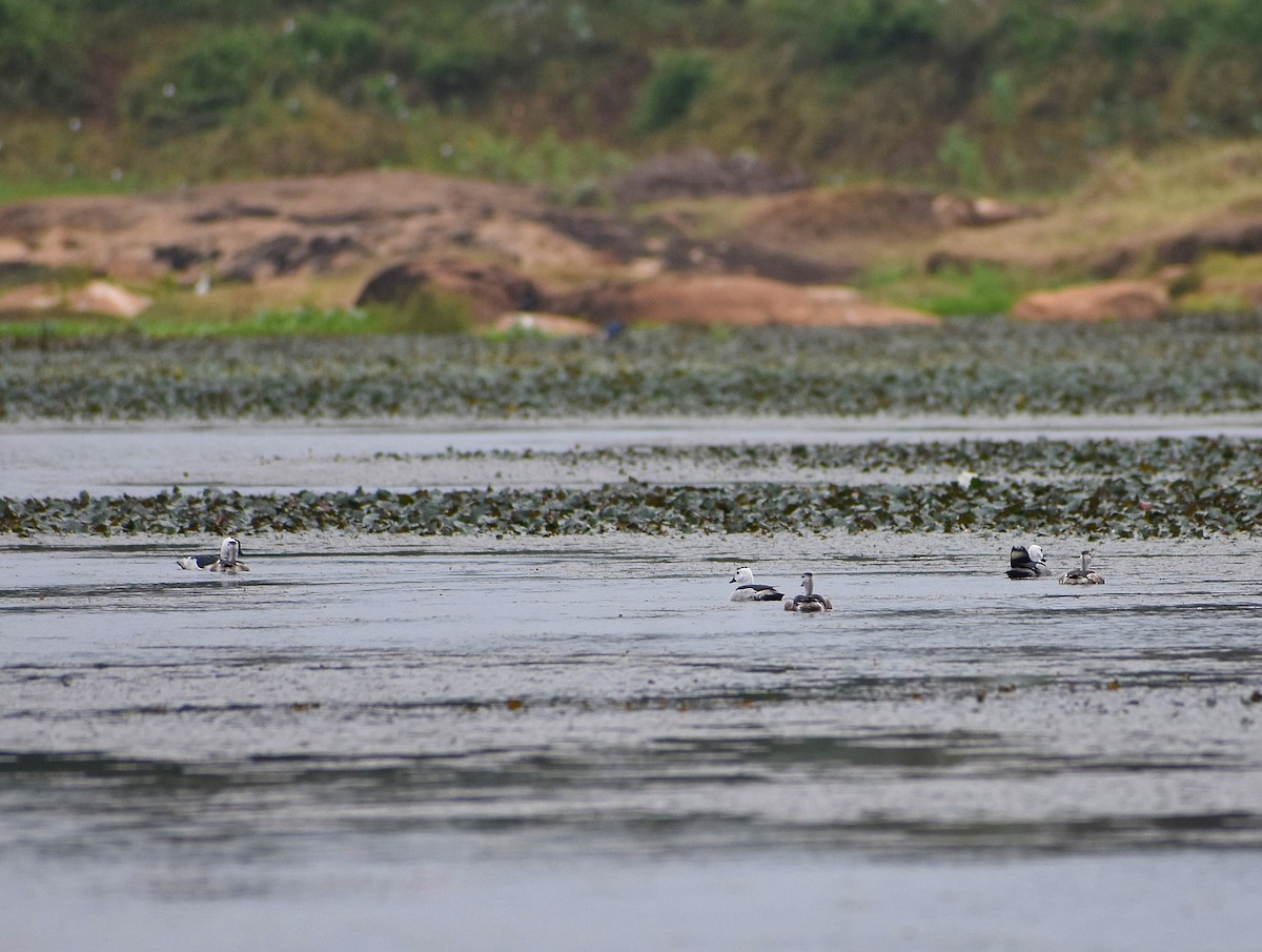 Cotton Pygmy-Goose - ML593068761