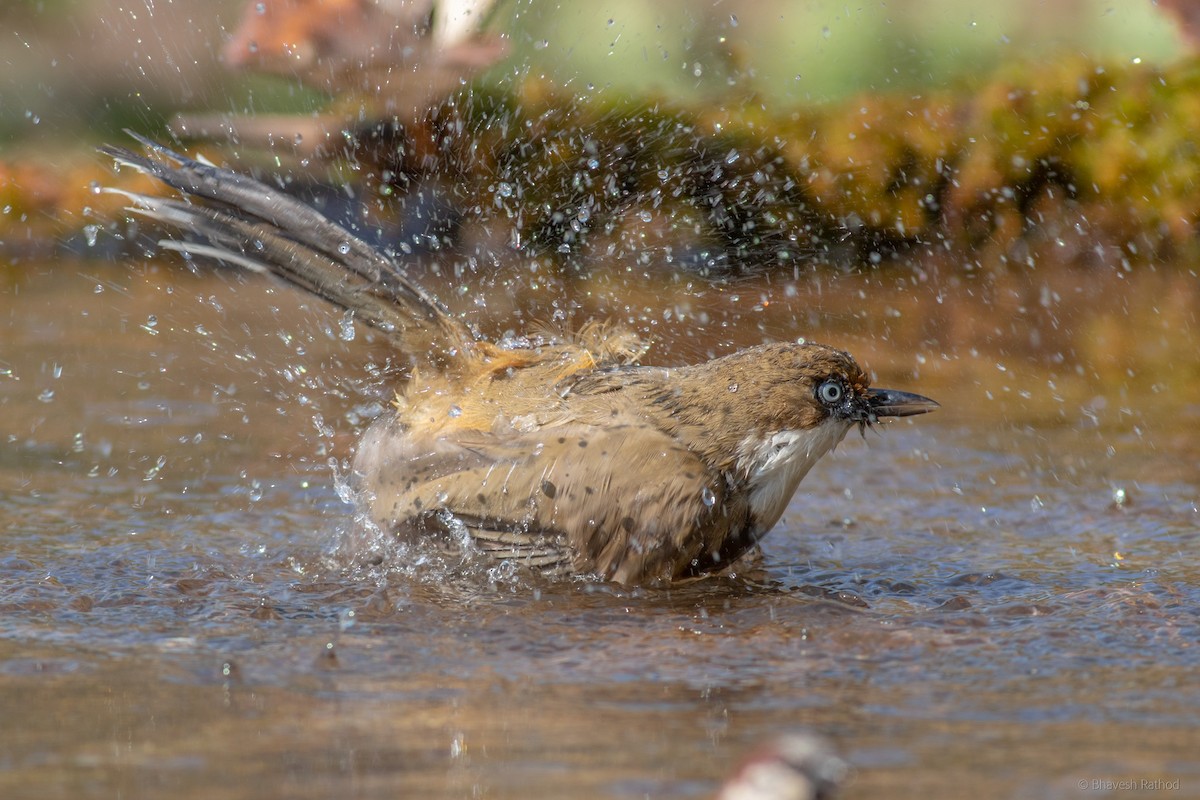Ak Boğazlı Gevezeardıç - ML593069111