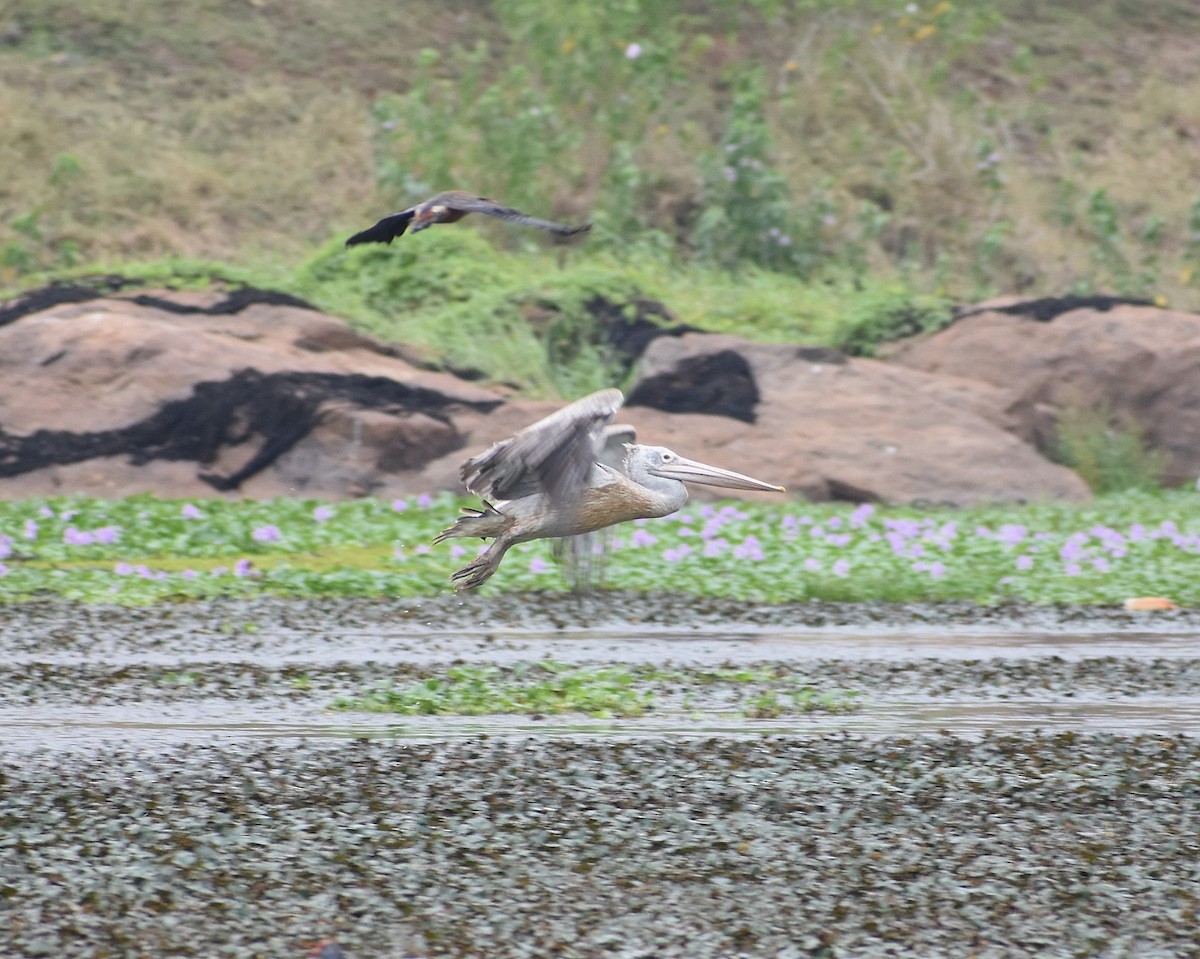 Spot-billed Pelican - ML593069191