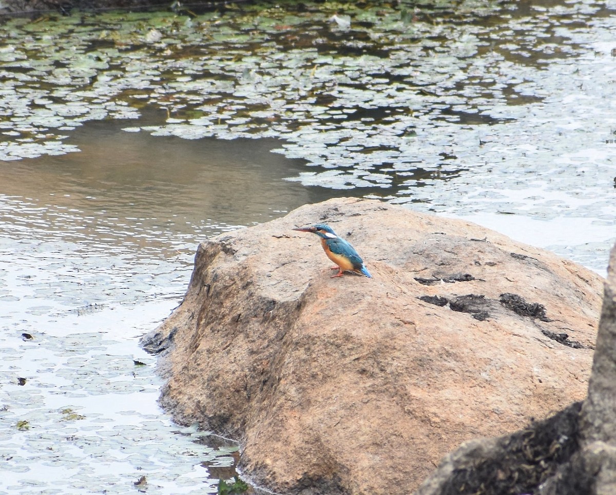 Common Kingfisher - ML593069251