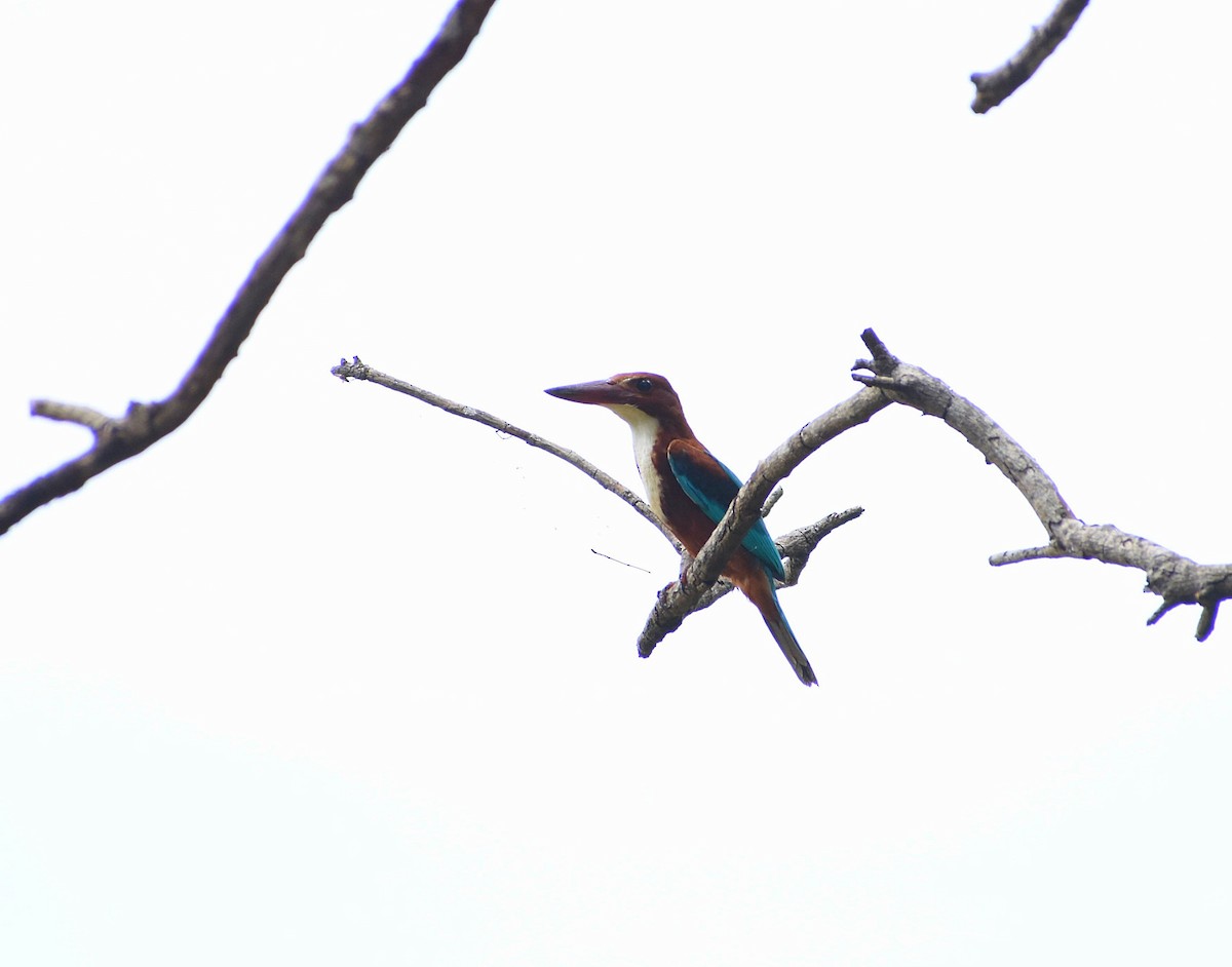 White-throated Kingfisher - ML593069271