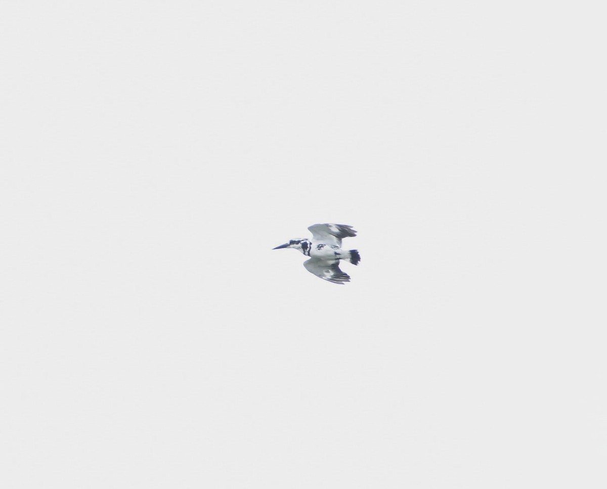 Pied Kingfisher - ML593069281