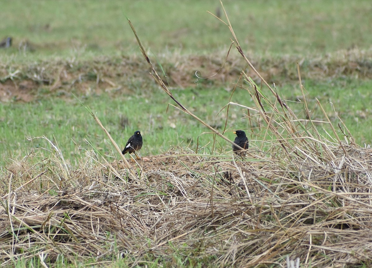 Jungle Myna - ML593069381