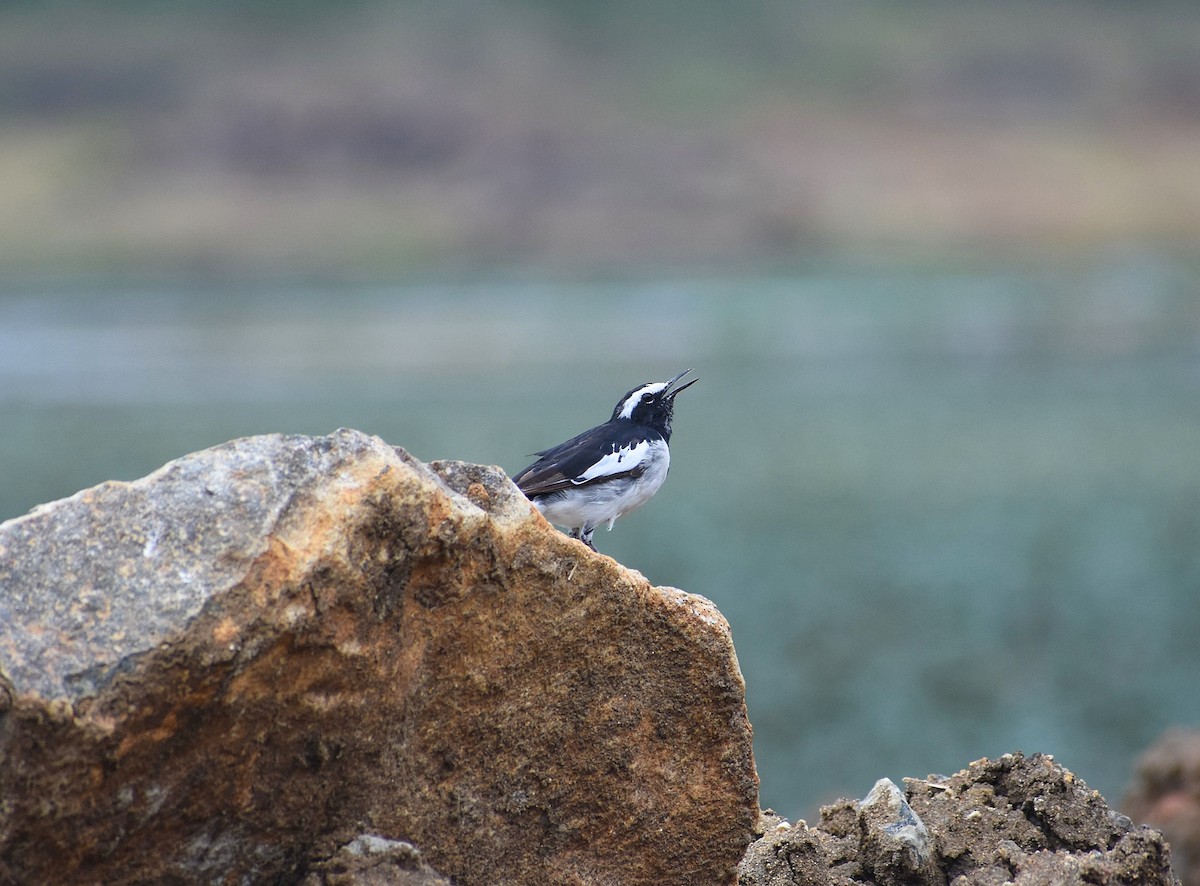 White-browed Wagtail - ML593069391