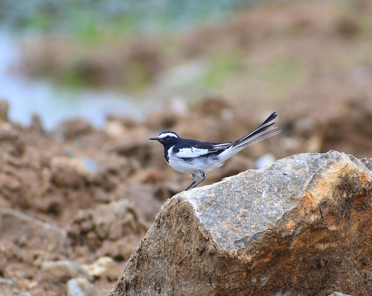 White-browed Wagtail - Anand Birdlife