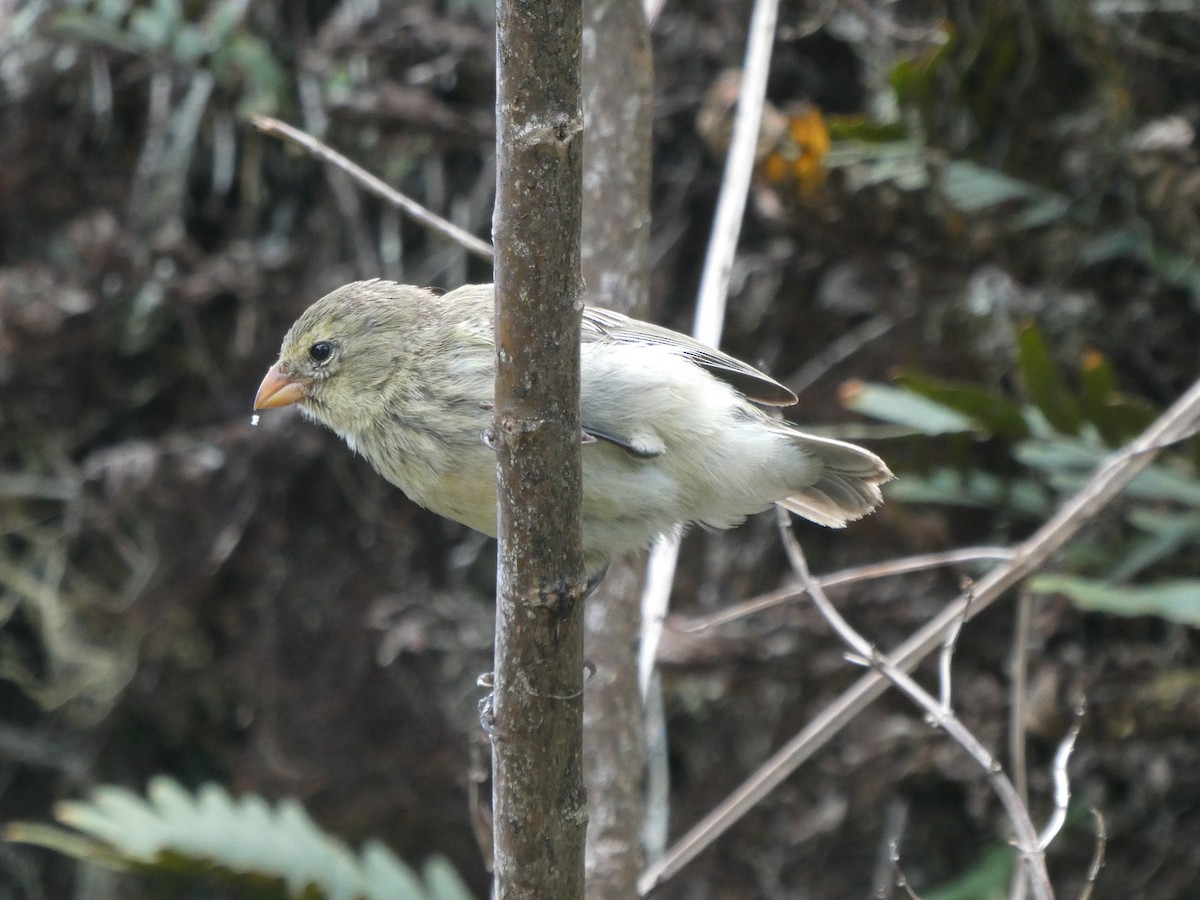 ML593070941 - Small Tree-Finch - Macaulay Library