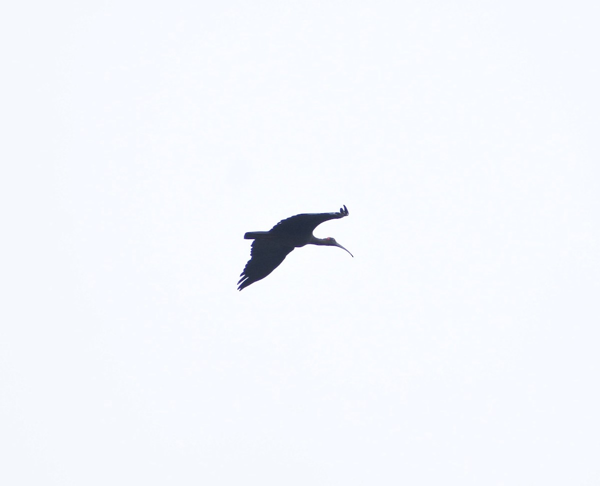 ibis bradavičnatý - ML593071451