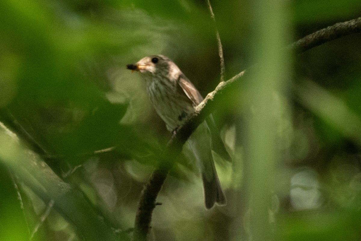 Spotted Flycatcher - ML593071621