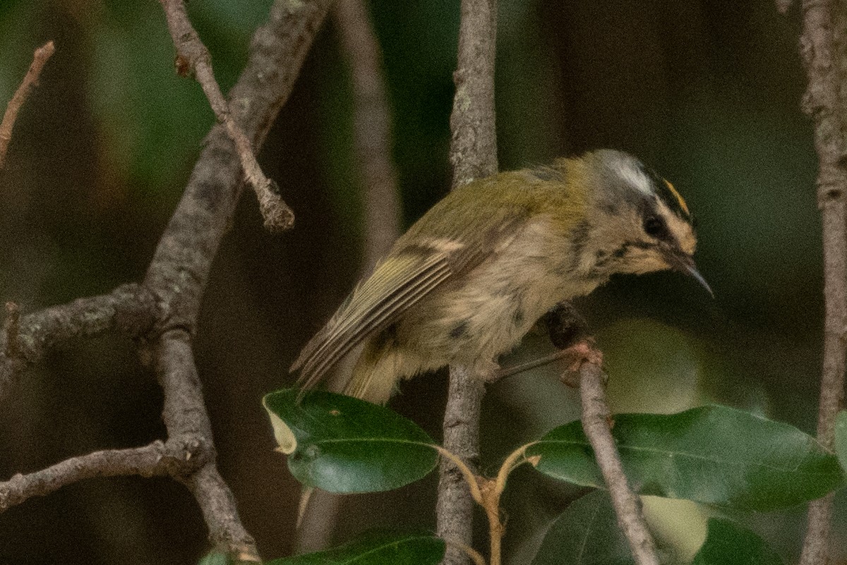 Common Firecrest - ML593071641