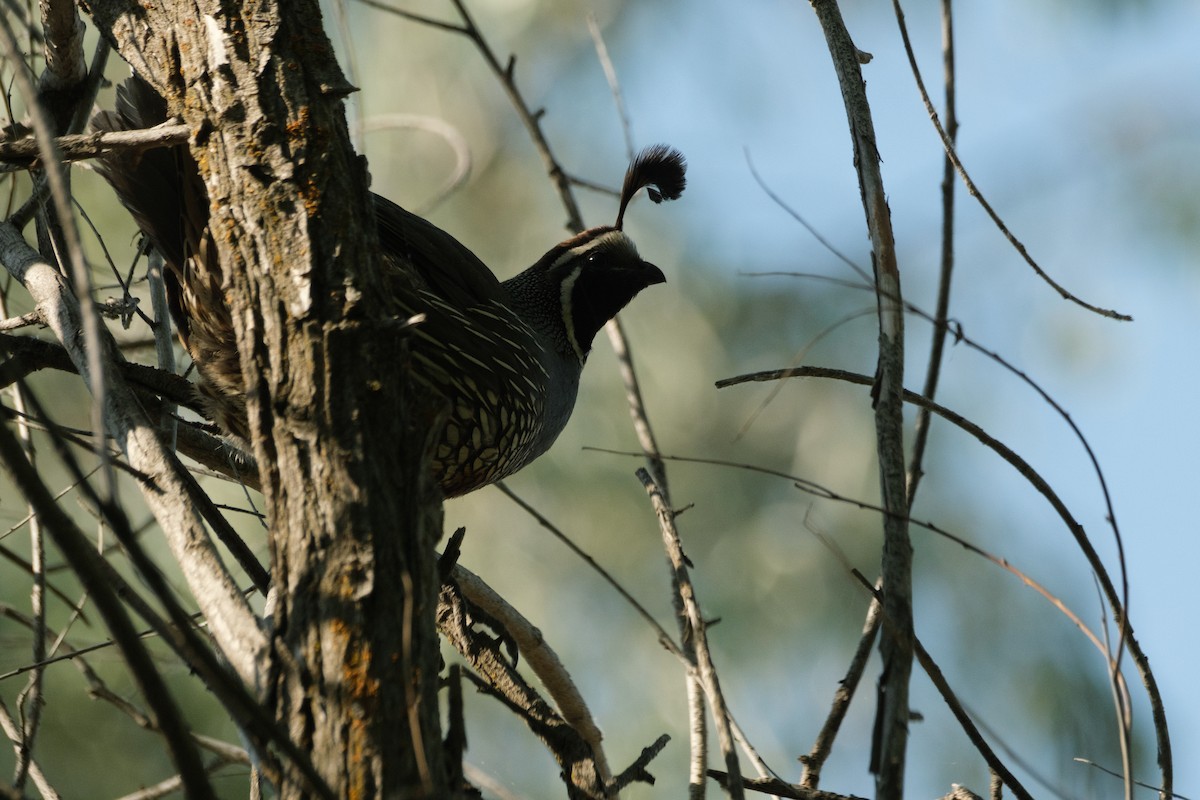 California Quail - ML593072071