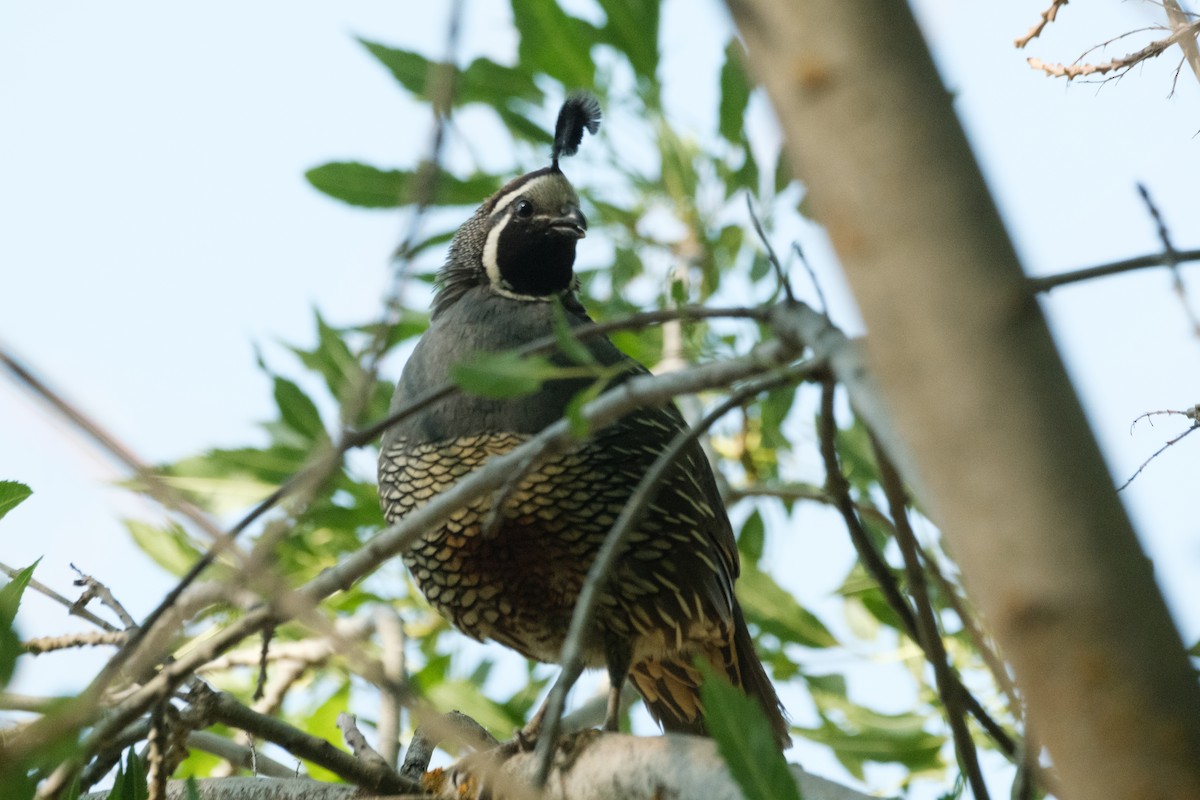 California Quail - ML593072081