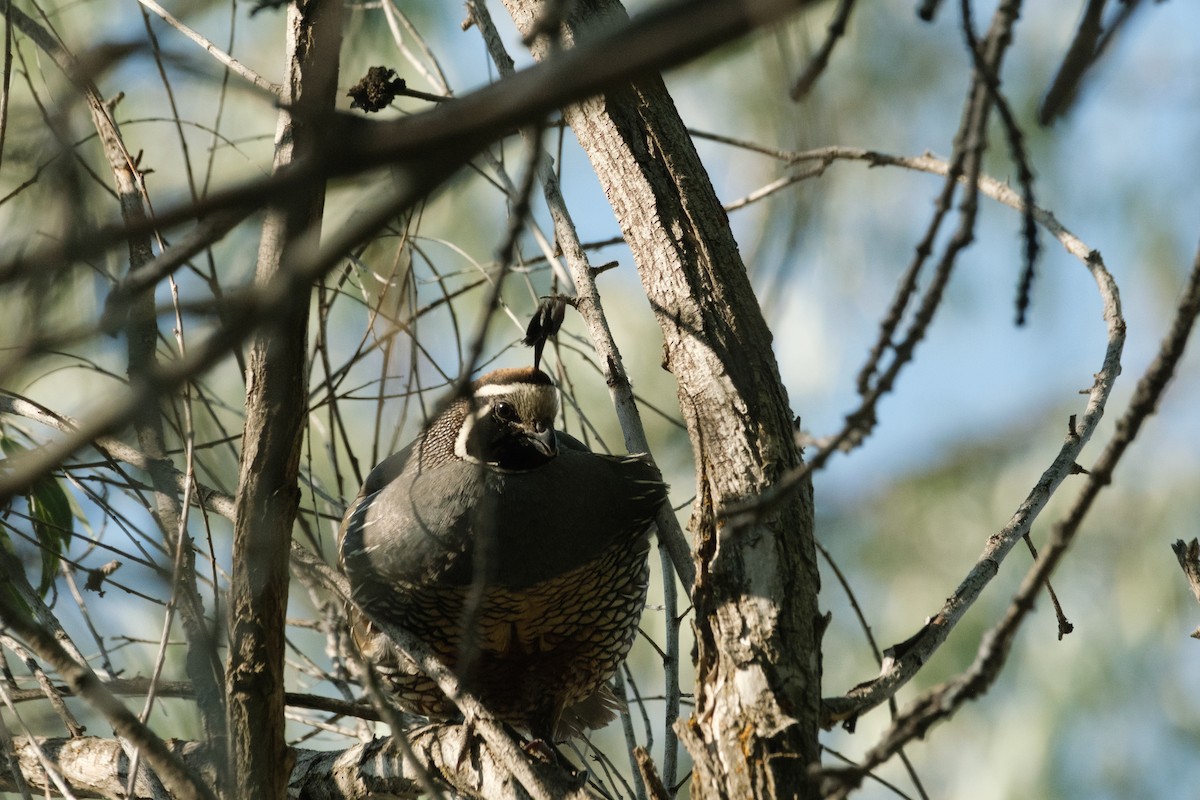 California Quail - ML593072091
