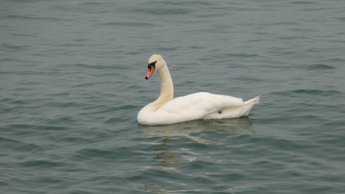 Mute Swan - ML593072331