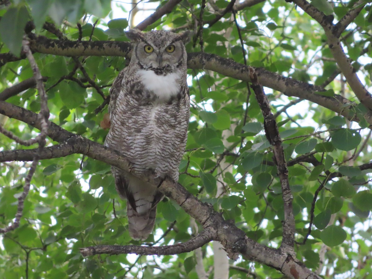 Great Horned Owl - ML593073041