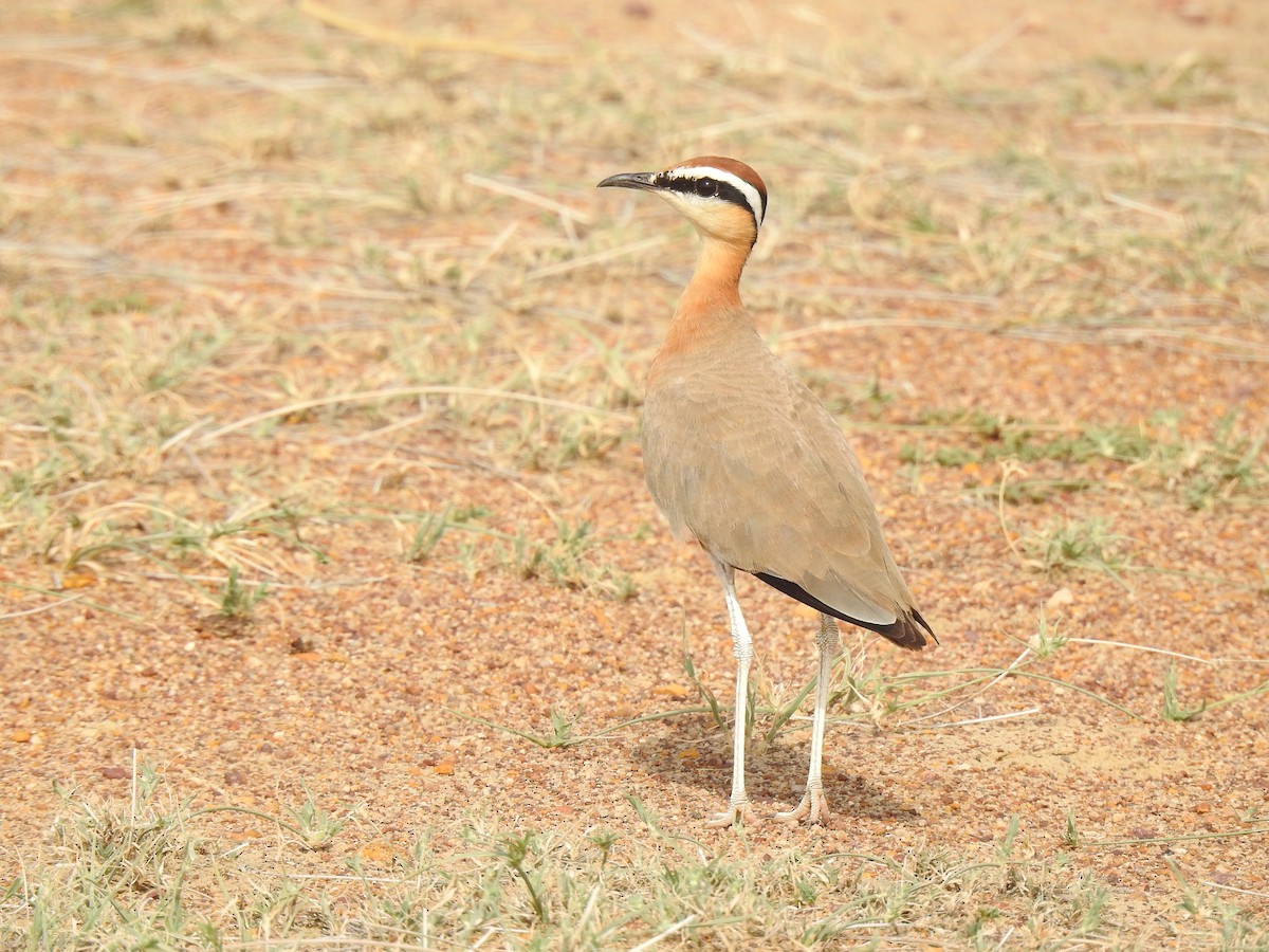 Indian Courser - ML593073461