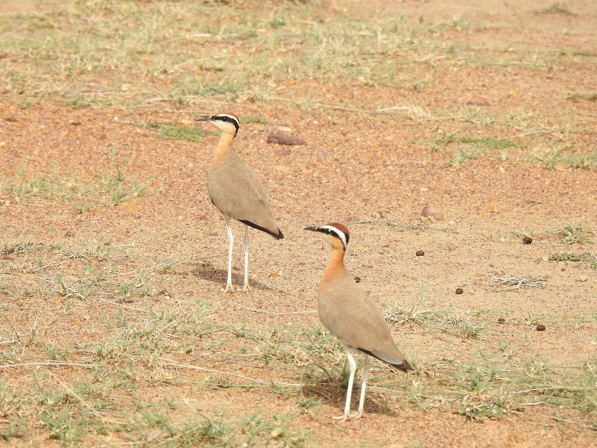 Indian Courser - ML593073471