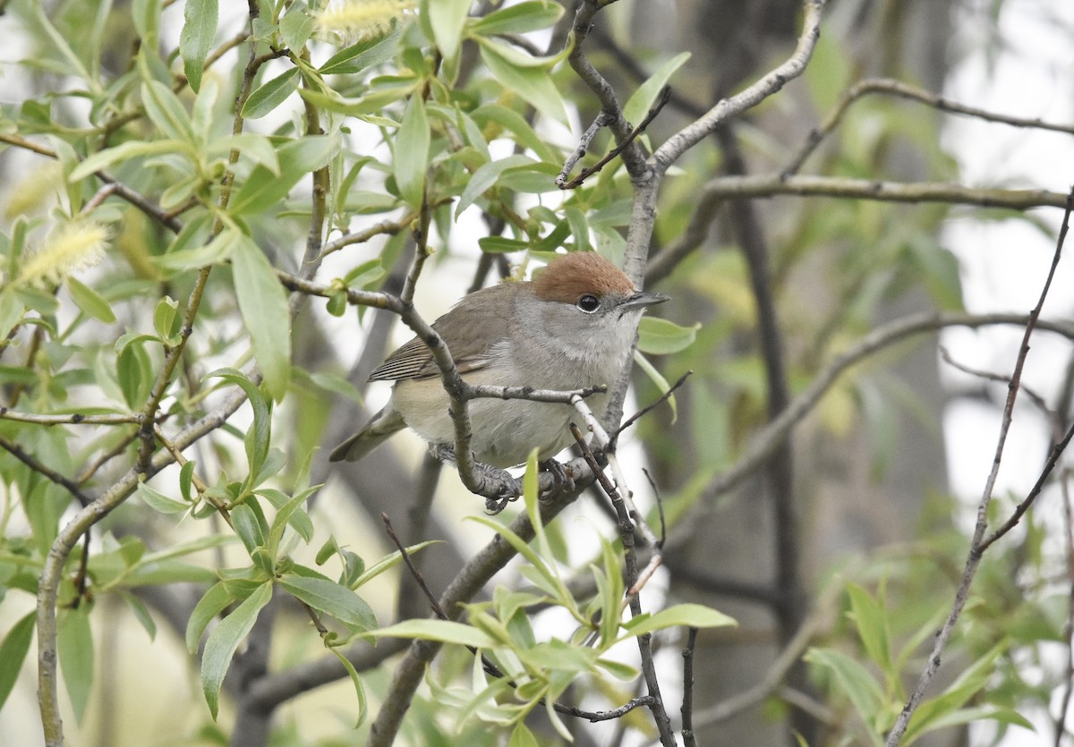 Eurasian Blackcap - Reuben Braddock