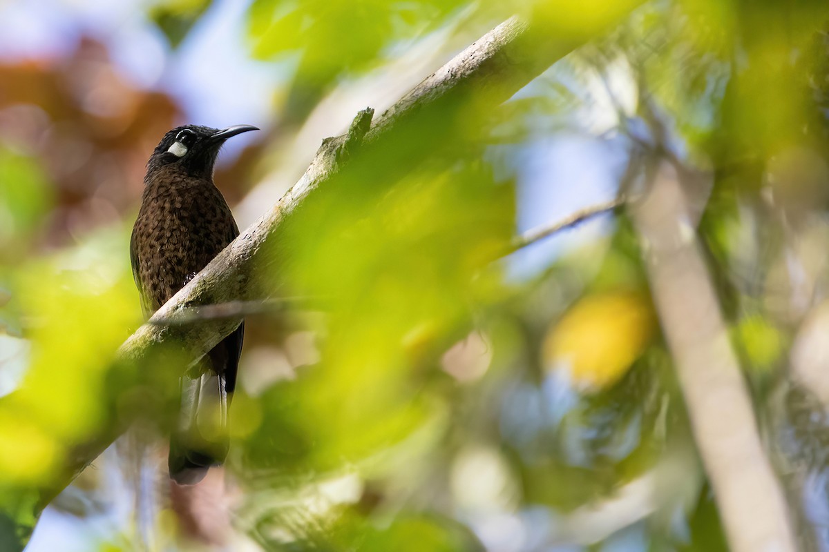 White-eared Myza - Khaleb Yordan