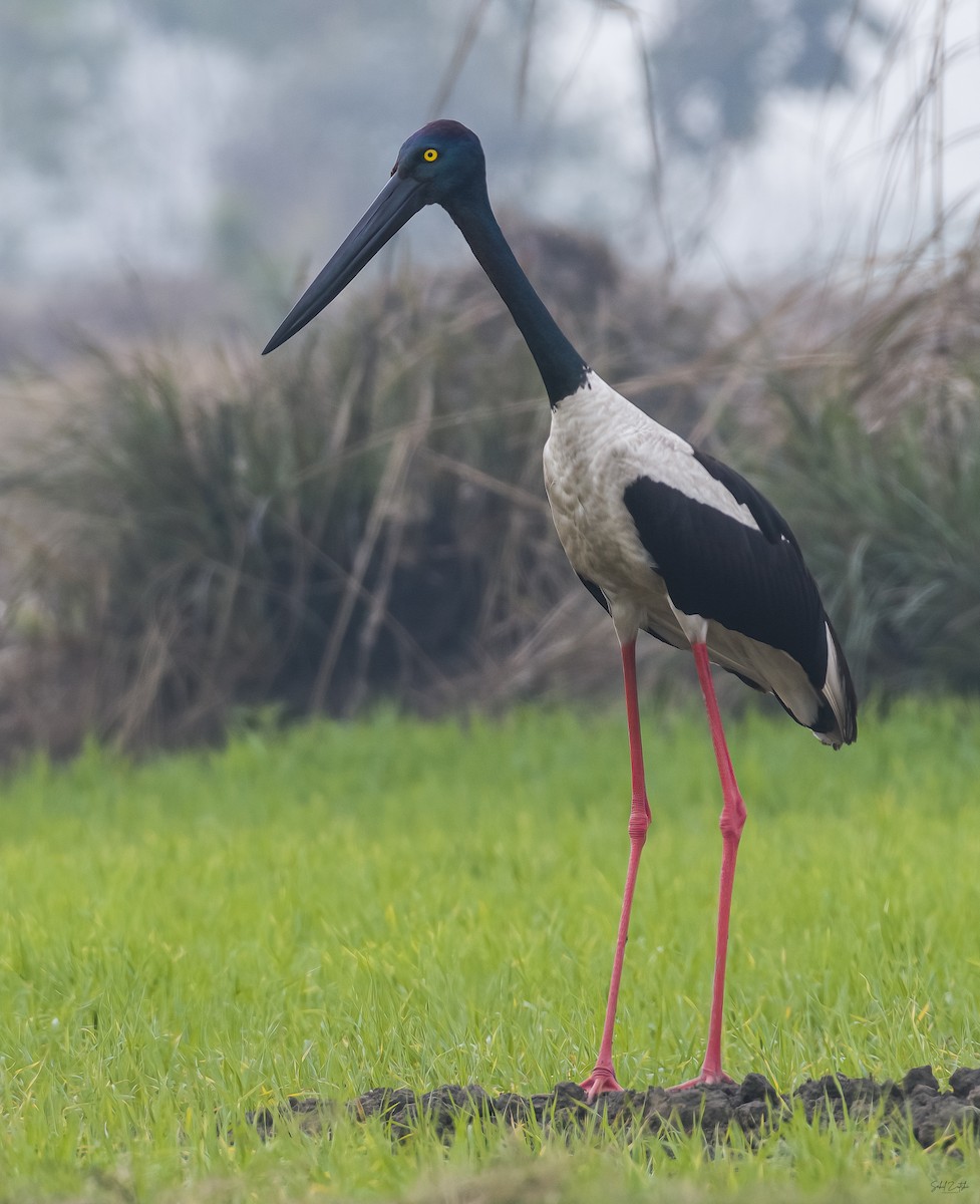 Black-necked Stork - ML593076341