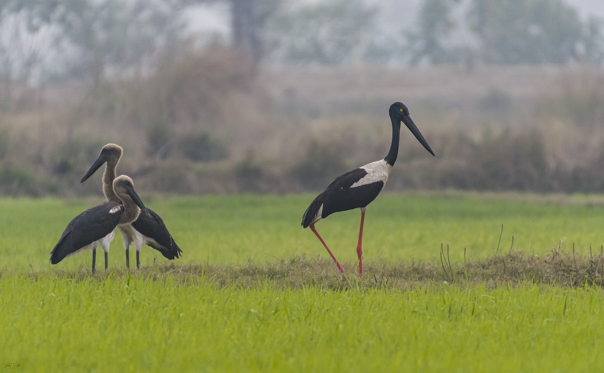 Black-necked Stork - ML593076481