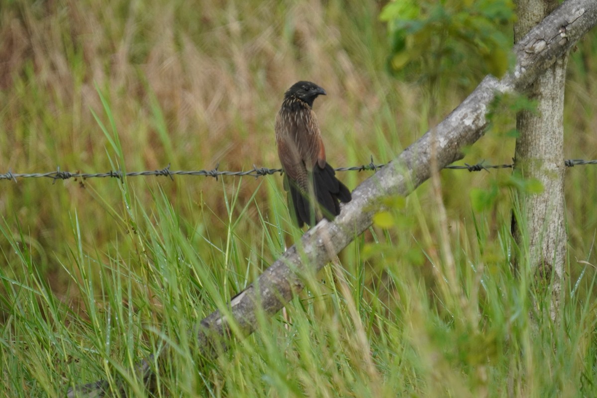 Lesser Coucal - ML593077521