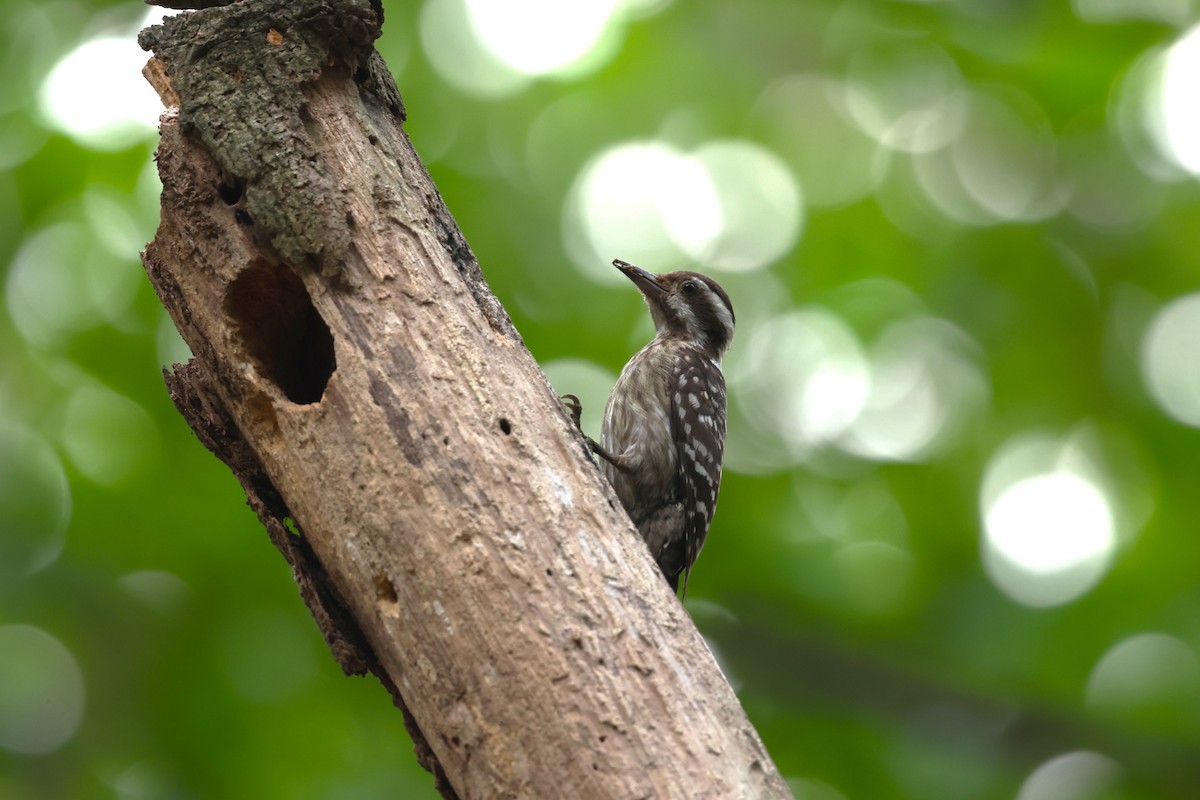 Sunda Pygmy Woodpecker - ML593077901