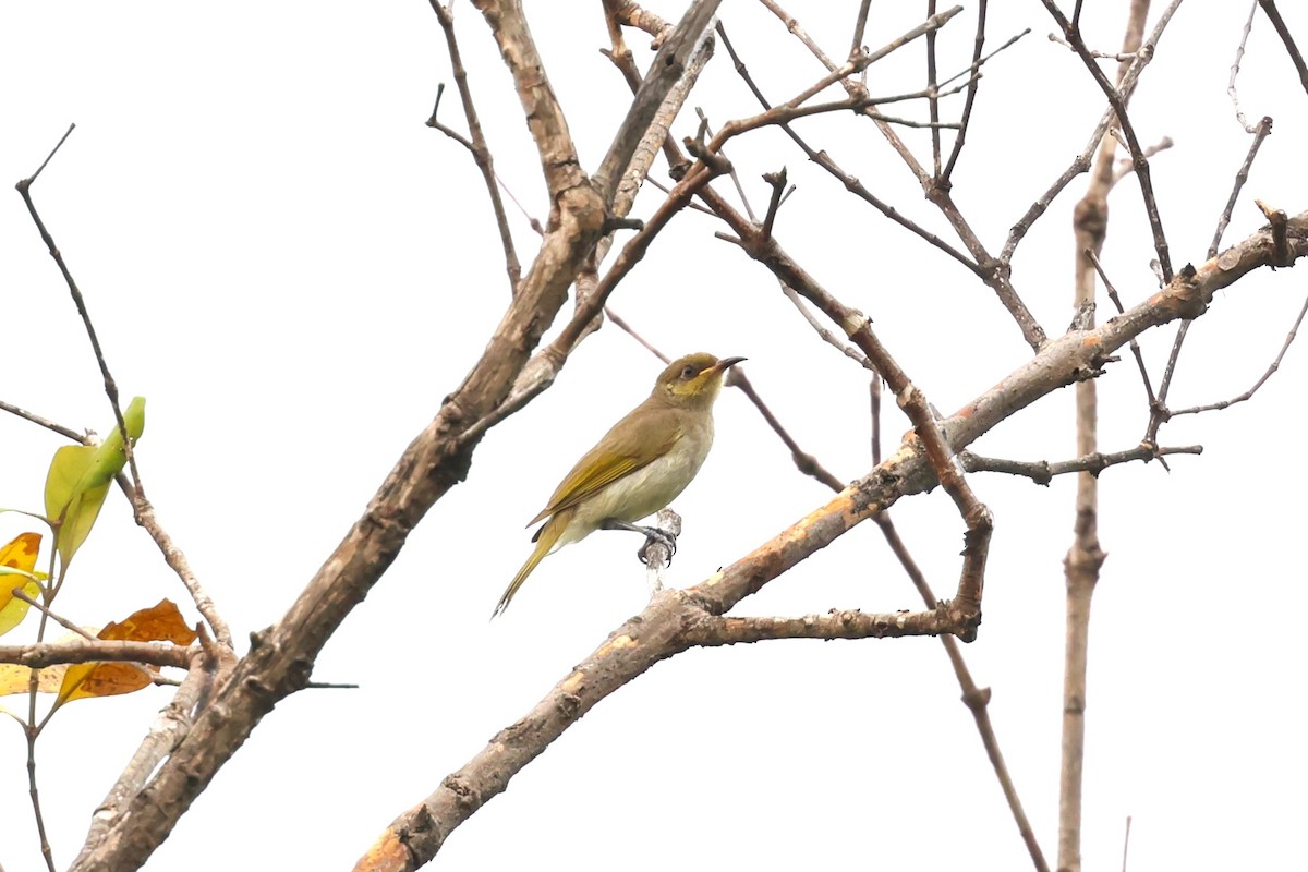 Brown Honeyeater - ML593077921