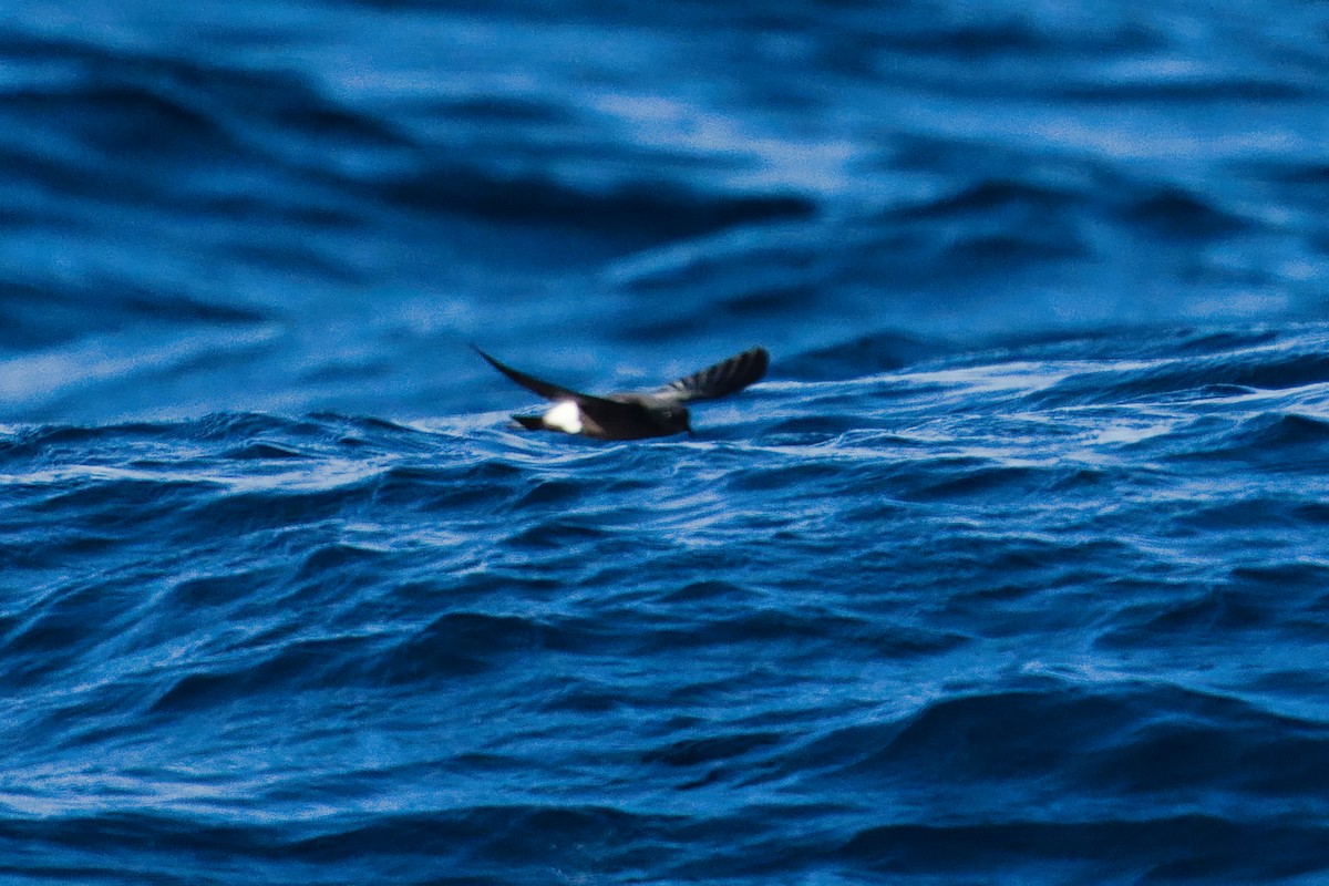 黃蹼洋海燕 - ML593079041