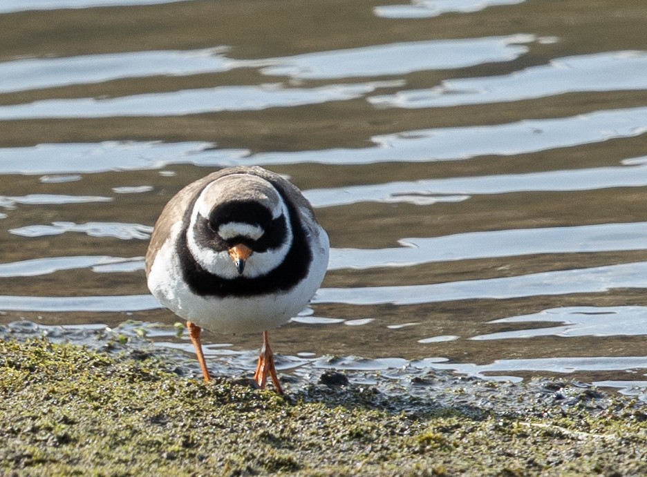 Common Ringed Plover - ML593079181