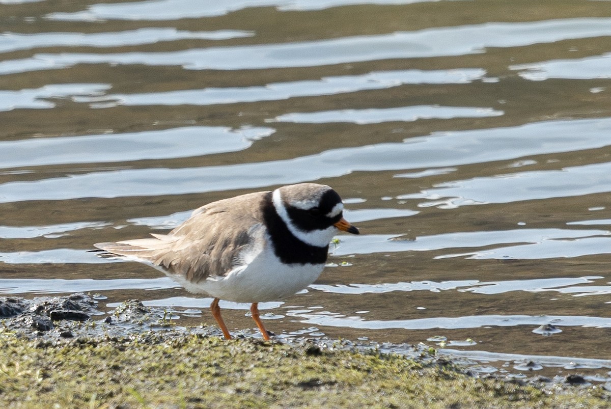 Common Ringed Plover - Gobind Sagar Bhardwaj