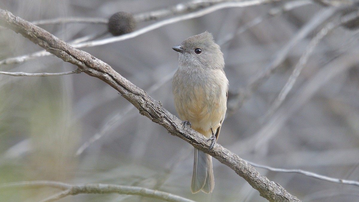 Golden Whistler (Western) - ML593080081