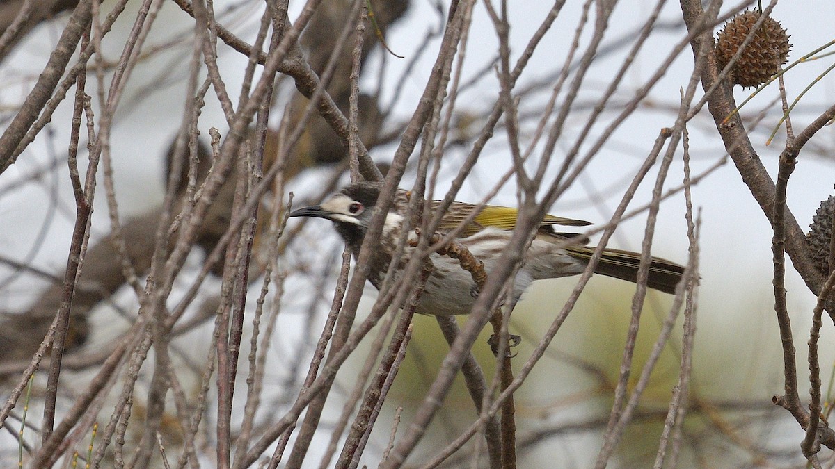 White-fronted Honeyeater - ML593080091