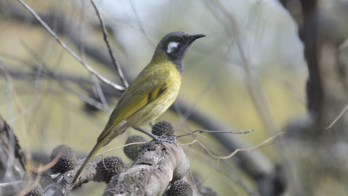 White-eared Honeyeater - ML593080201