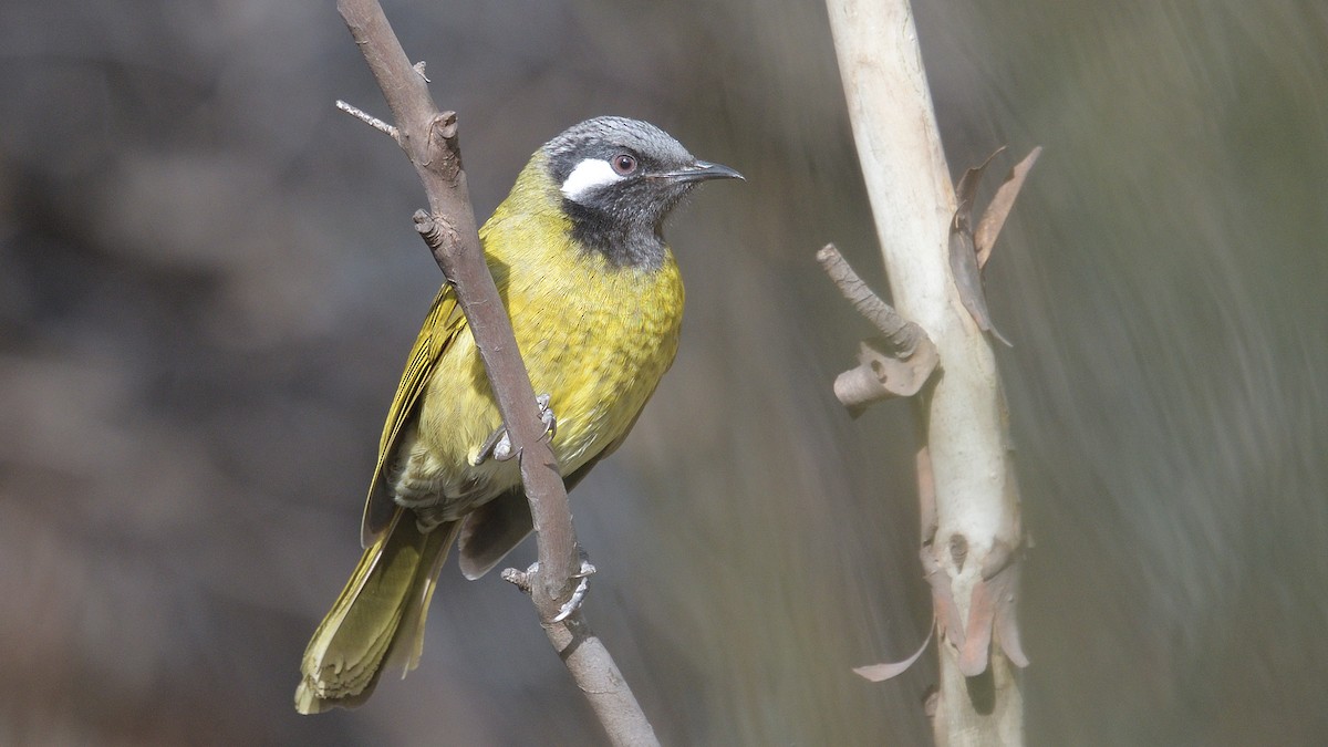 White-eared Honeyeater - ML593080231