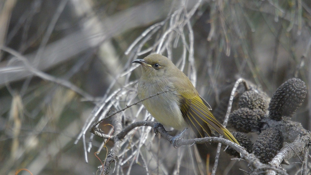 Brown Honeyeater - ML593080501