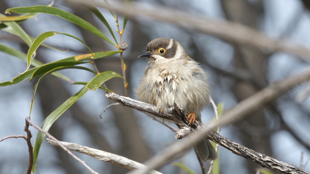 Brown-headed Honeyeater - ML593080641