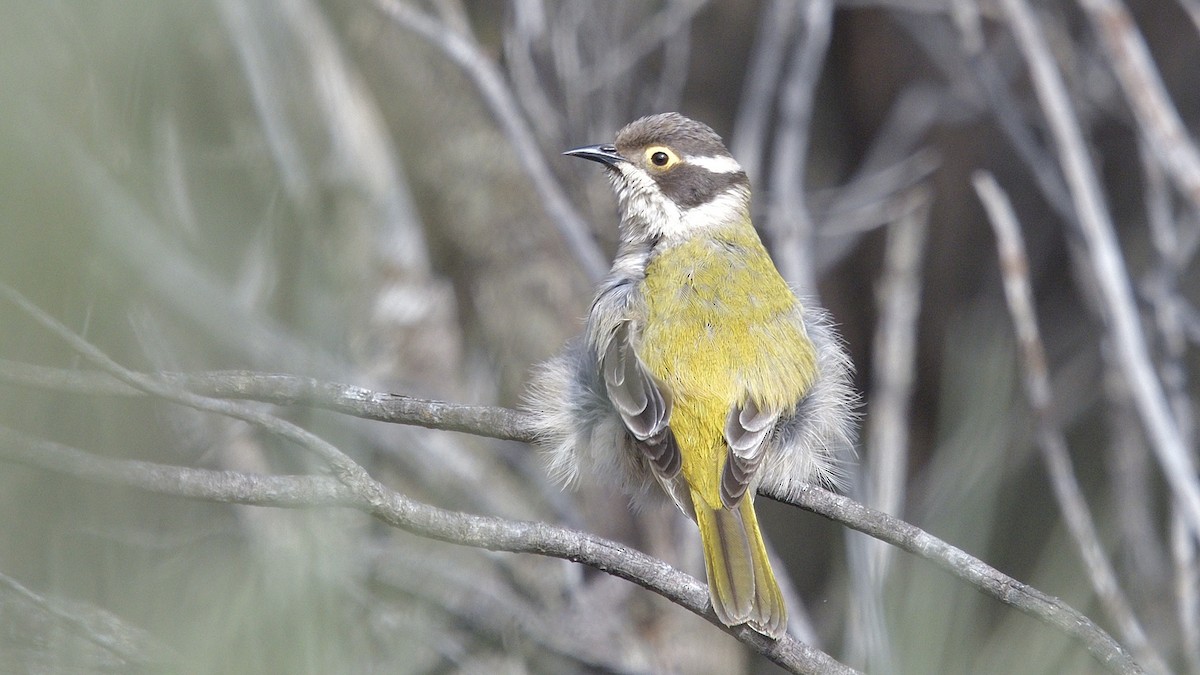 Brown-headed Honeyeater - ML593080671