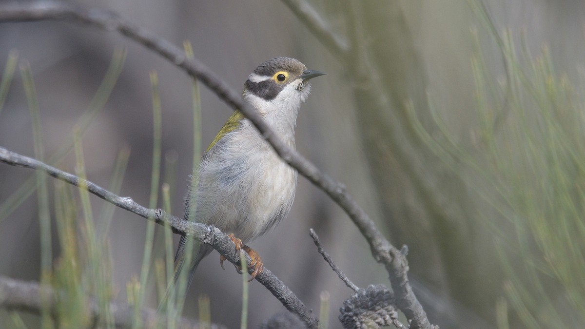 Brown-headed Honeyeater - ML593080691