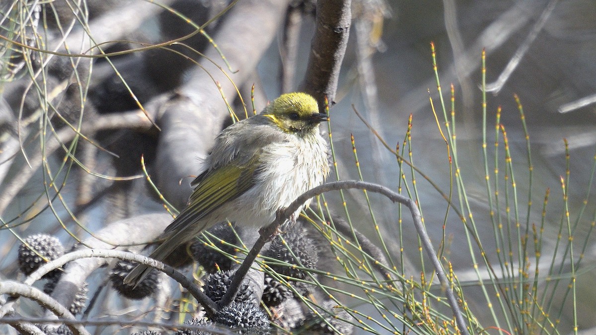 Yellow-plumed Honeyeater - ML593080731