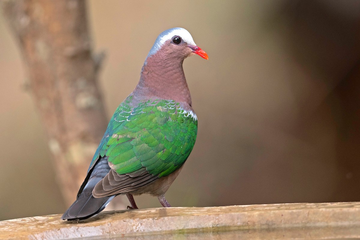 Asian Emerald Dove - Aseem Kothiala