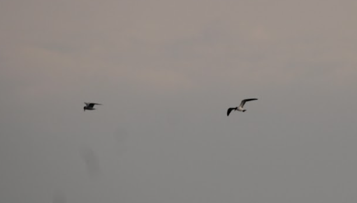 Caspian Tern - ML593082341