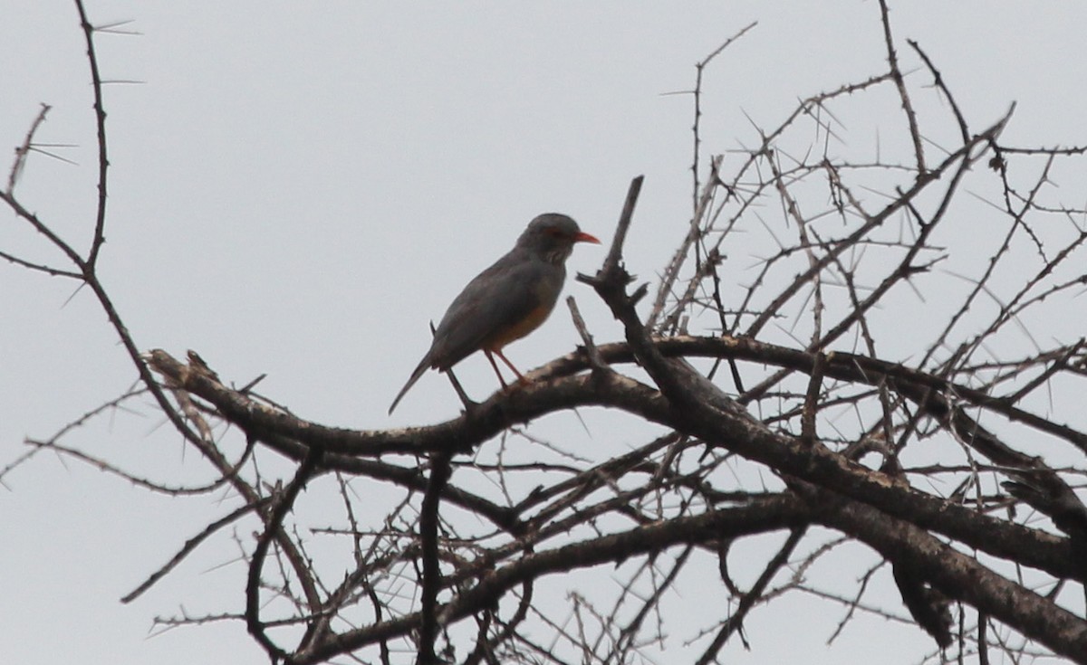 African Bare-eyed Thrush - ML593082511