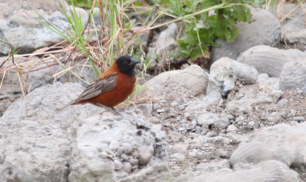 Chestnut Weaver - ML593082561